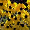 Rudbeckia Grandiflora Sundance